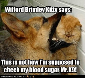 Funny Dog Pictures Wilford Brimley Kitty Says