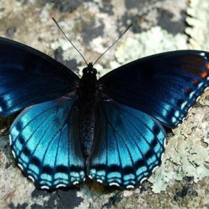 Blue butterfly!