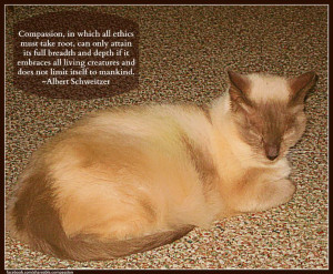 ... limit itself to mankind. ~Albert Schweitzer #compassion #quote #cat