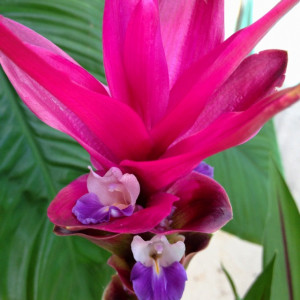 Prettiest flower I'v ever had!!!: Prettiest Flower, Flower I V, Flower ...