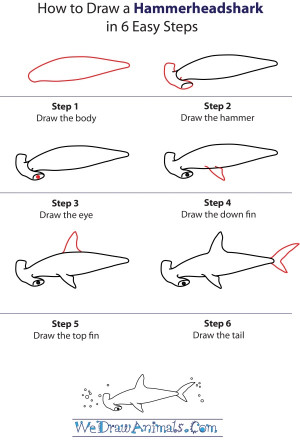hammerhead shark life cycle