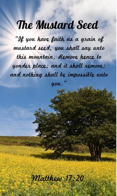 ... Seed Faith, Faith As A Mustard Seed, Bible, Seeds Magnets, Verses