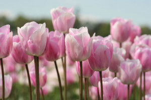 Pink Tulips HD Wallpaper