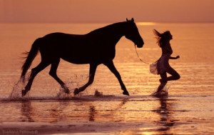 horse running on the beach in the sunset