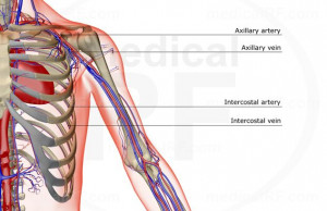 the shoulder and upper arm