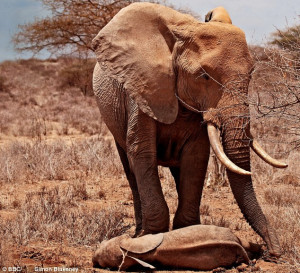 Heart-rendering: An African elephant mother mourns her calf, a victim ...