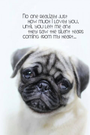 Favorite Quotes: Cute Pug Puppy