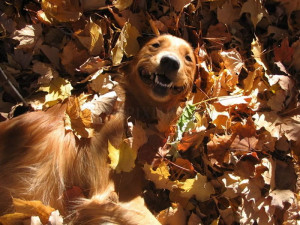 Dogs play in leaves