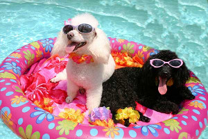 Stay Cool, My Canine Friends.