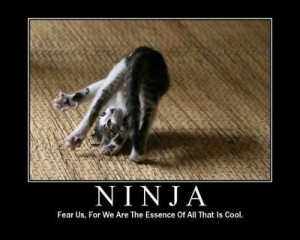 Cats are ninjas - cats Photo
