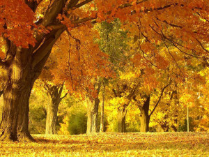 Search Results for: Beautiful Autumn Scenery