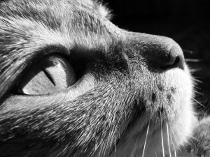 ... --Cat Portrait, Nostalgic Kitten, Missing Your Hometown and Family