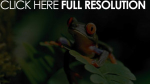 Lazy Funny Frog Wallpaper