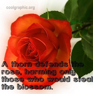 quotes about roses and thorns