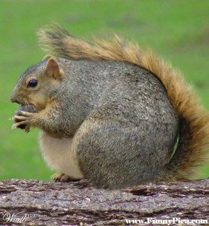 Funny Squirrels – Funny Squirrel Picture 17 (FunnyPica.com)