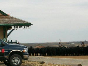 You Know You Live in a Small Town When... (Albany, farm, village)