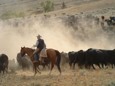 am a cattle rancher... its in my blood. No matter where my life ...