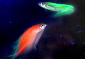dark side of glowing fish?