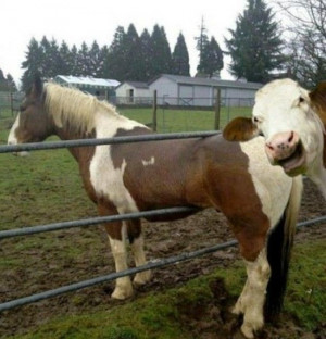 funny cow pictures (22)