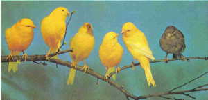 fame canaries in coal mines american singer canaries picture canary ...