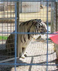 Boycott Zoos. Animals are confined to tiny, filthy, barren enclosures ...