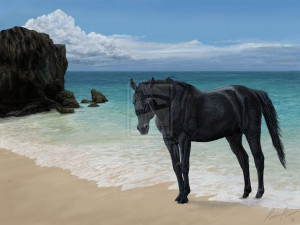 Black Stallion The Beach