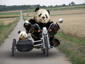 Tag: Funny Panda Wallpapers, Backgrounds, Photos, Images andPictures ...
