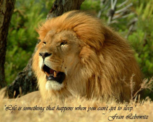 The lion - Thoughtfull quotes Picture
