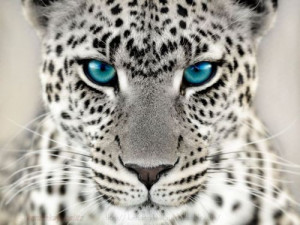 Tags: Animals , White Cheetahs