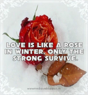 Love is like a #rose in #winter, only the strong survive. #Quotes