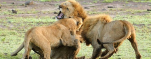 Protective Lioness Attacks...