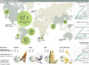 widely are genetically modified crops now grown around the world ...