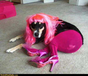 Dog wearing pink wig and stockings.