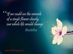 ... miracle of a single flower clearly more buddha quotes tattoo quotes 3