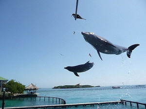 Funny Dolphin Quotes