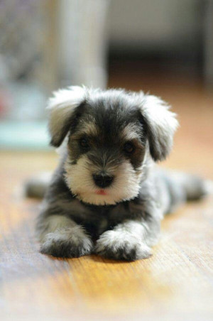 cute-schnauzer-puppy-relaxing-cute-puppy-schnauzer-puppy-paw-this ...