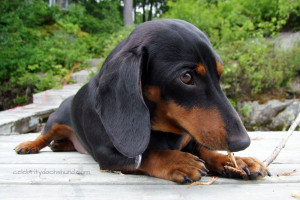 Oakley Lookin Back Crusoe The Celebrity Dachshund Via