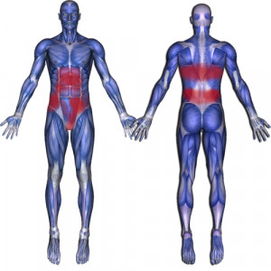 external abdominal oblique muscle pain