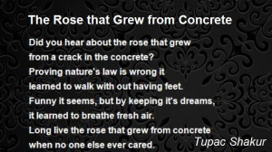 the-rose-that-grew-from-concrete-2.jpg