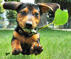 ... edu/afr3/blogs/siowfa12/cute-dachshund-dog-grass-Favim.com-113324.jpg
