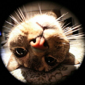 ... cachedgirly instagram web search results for instagram funny tagged