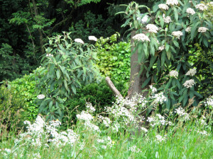 ludwig erhard minister