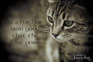 Related Pictures funny cat quotes dog sayings heart 4774080535005162 ...