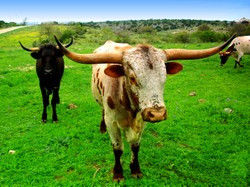 Pictures Of Texas - Hill Country Wildflowers And Longhorns
