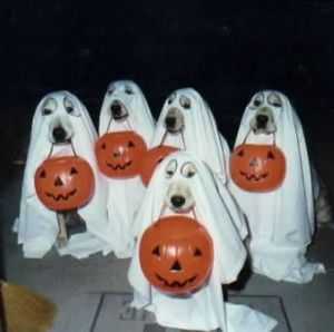 kootation.comimages of ghost dogs funny