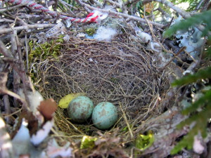 Bird Lay Egg Nest Hatch And