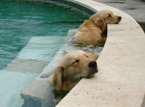 Golden Retrievers relaxing in the pool