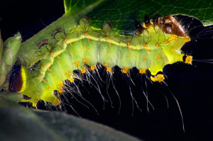 Back lit bug, final stage update