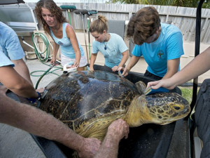 Staffers at the Florida Keys-based Turtle Hospital scrub OD, a 320 ...