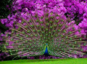 Peacock color inspiration
